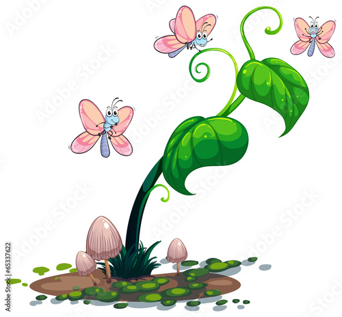 A green plant with butterflies photo