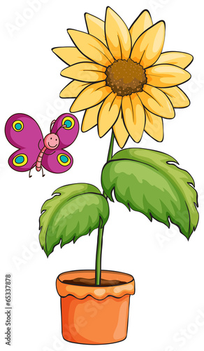 A sunflower plant in a pot