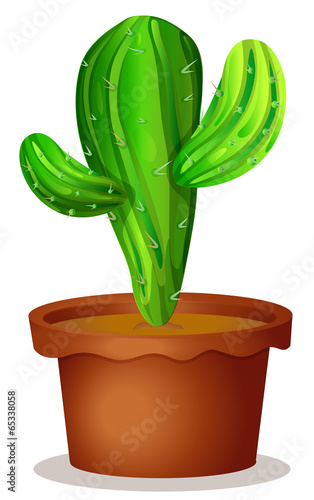 A cactus plant in a pot