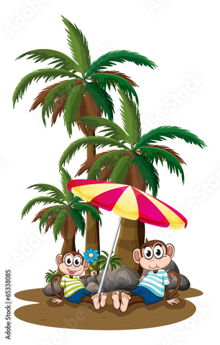 Monkeys under the coconut trees