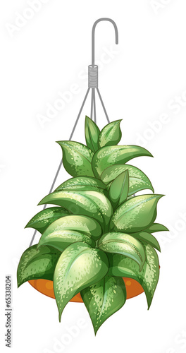 A pot with a hanging plant