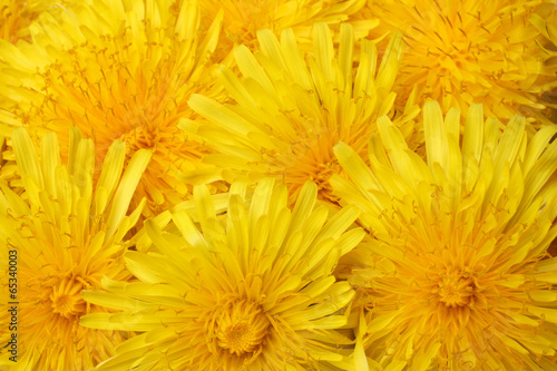 Bright beautiful background of yellow dandelions