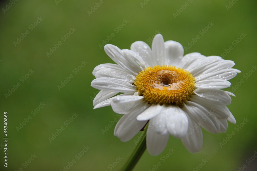 Einzelne Margaritenblüte vor grünem Hintergrund Einzelne Margaritenblüte vor grünem Hintergrund