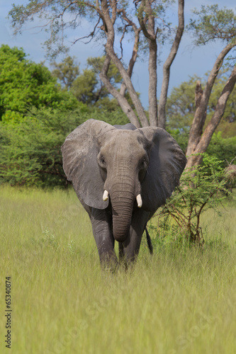Elefant in der Regenzeit von Botsuana
