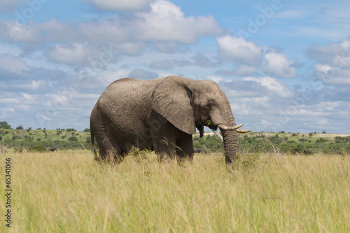 Afrikanischer Elefant in der Regenzeit
