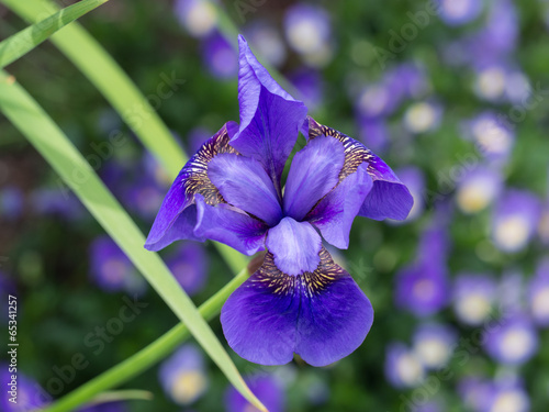 Fototapeta Naklejka Na Ścianę i Meble -  Iris Sibirica in bloom