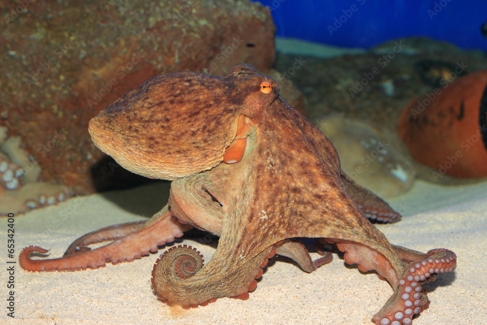 Obraz premium Common octopus (Octopus vulgaris) in Japan