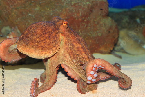 Common octopus (Octopus vulgaris) in Japan