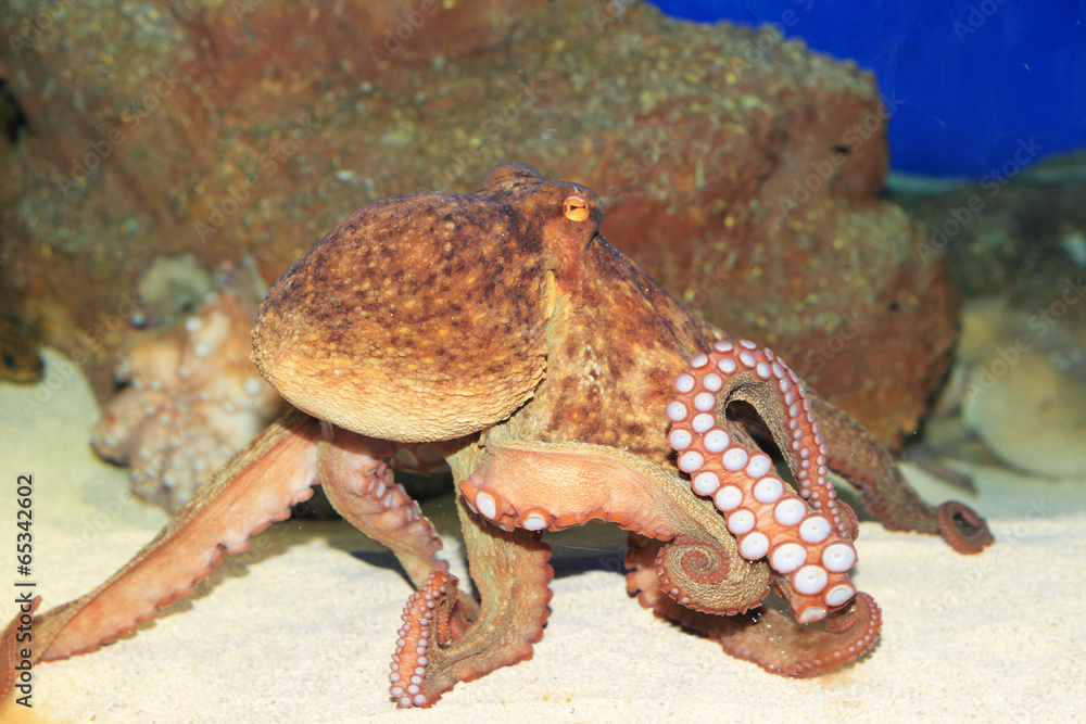 Obraz premium Common octopus (Octopus vulgaris) in Japan