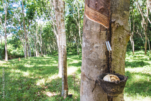 Milky latex extracted from rubber tree (Hevea Brasiliensis)