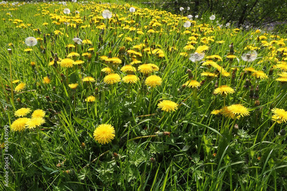 Dandelion Field Dandelion Field