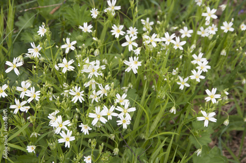 Spring flowers of Stellaria