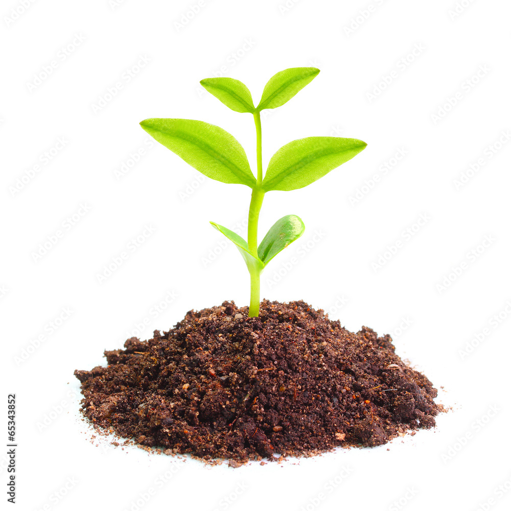 Young seedling growing in a soil. Young seedling growing in a soil.