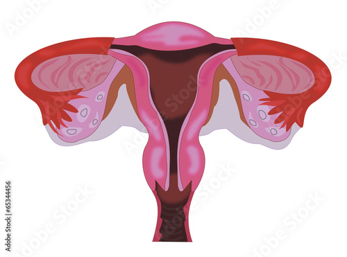 anatomy of the vagina