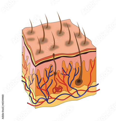 Skin anatomy