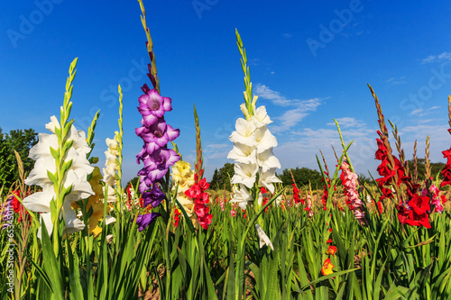 Leinwand Poster Bunte Gladiolen im Feld und der blaue Himmel