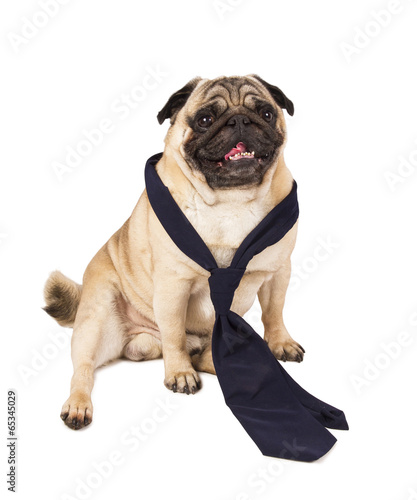 Pug dog wearing a tie