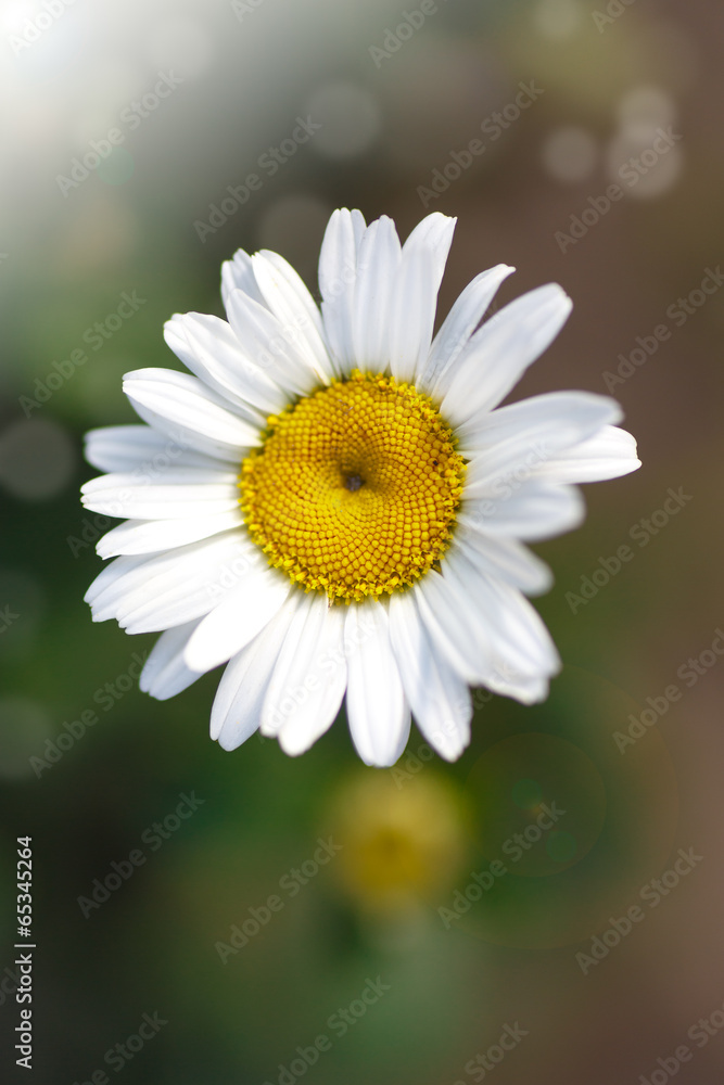 Obraz premium beautiful blooming white daisy
