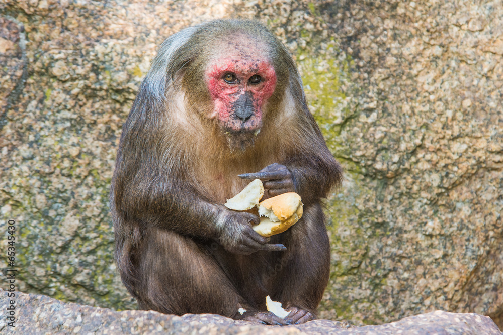 Stump-tailed macaque (Macaca arctoides) eating a baguette