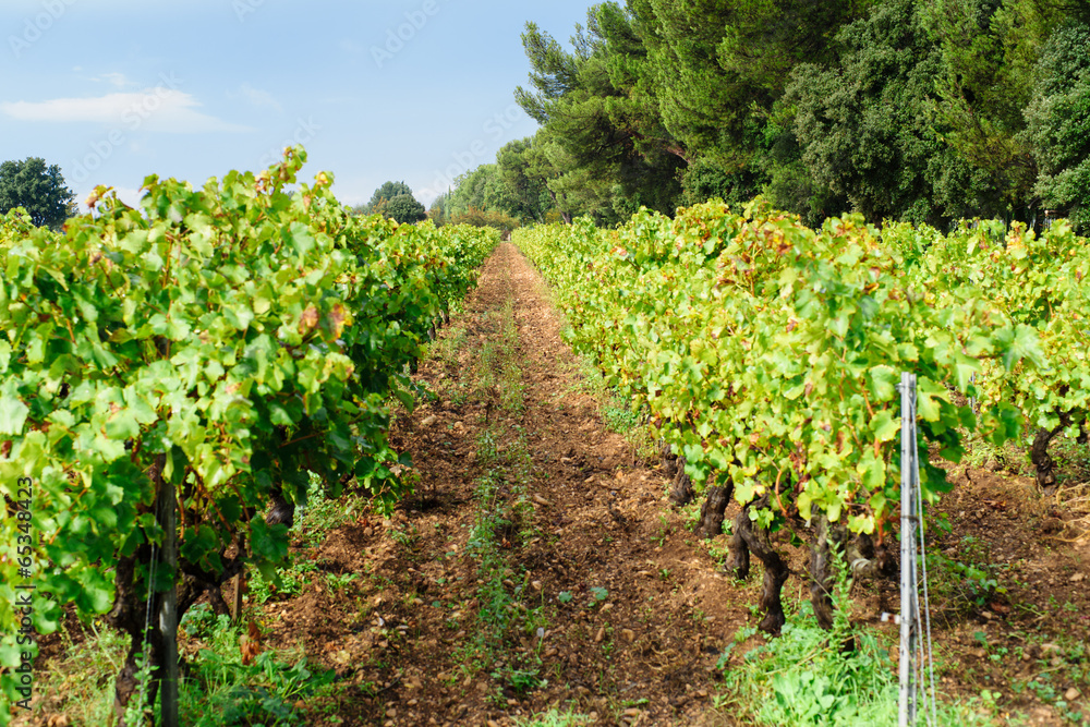 provecale vineyards