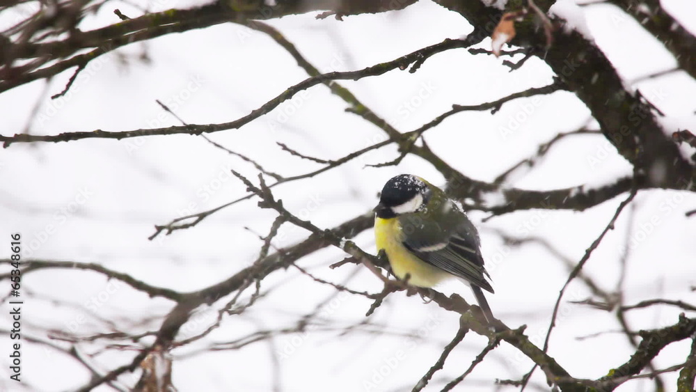 The Great Tit - Small bird The Great Tit - Small bird