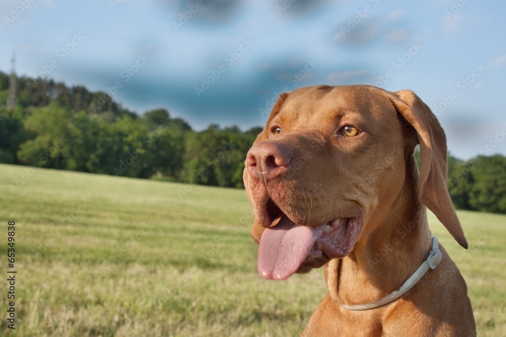 A vizsla dog sticks out its tongue, Hungarian Pointer