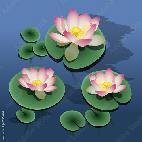 Lotuses