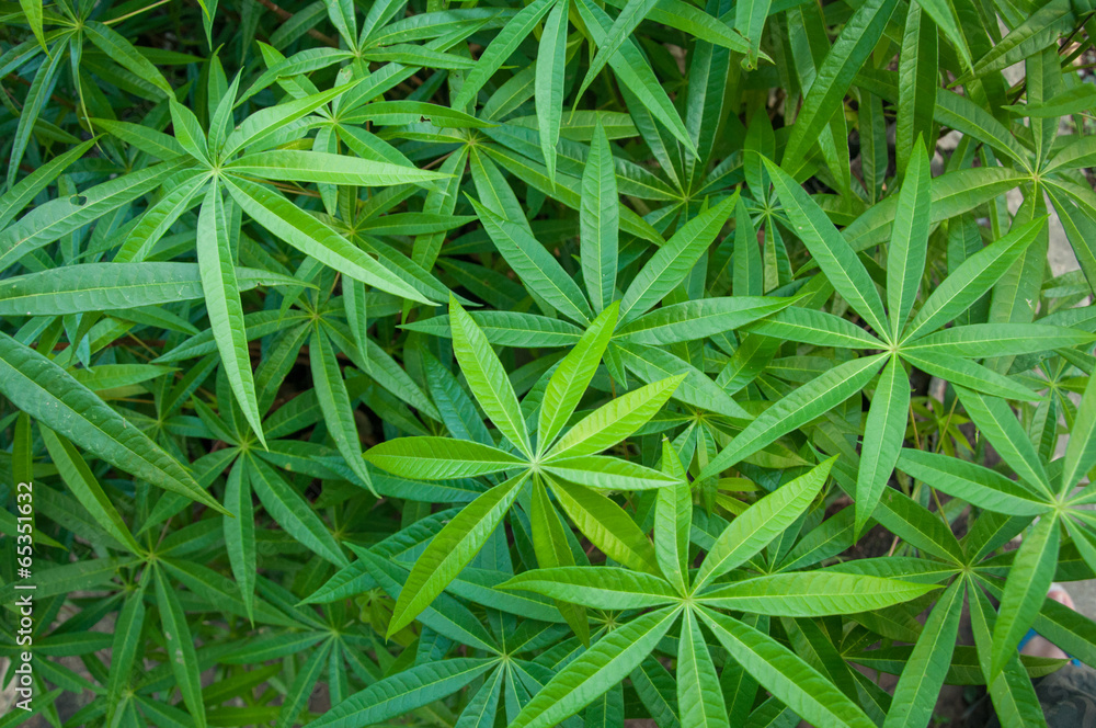 palmate leaf palmate leaf