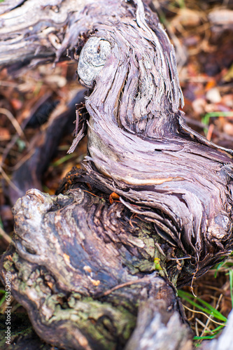 vine wood branches