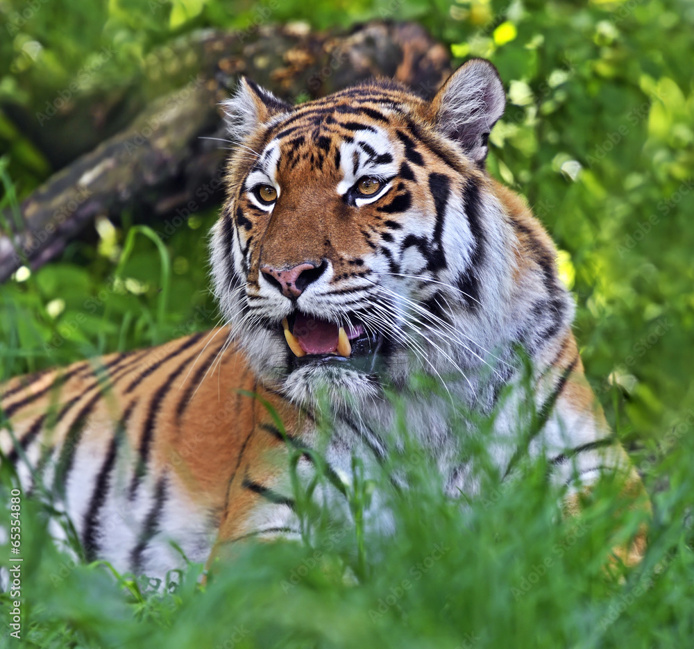Amur Tiger Amur Tiger