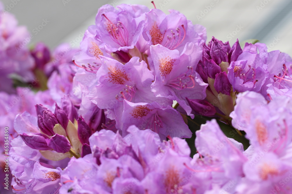 Rhododendron-Blüte lila - obrazy, fototapety, plakaty 