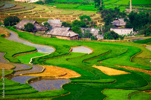 Rice fields on terraces in vietnam