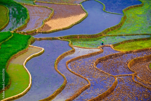 Rice fields on terraces in vietnam