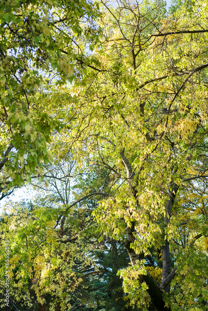Autumn in the park Autumn in the park