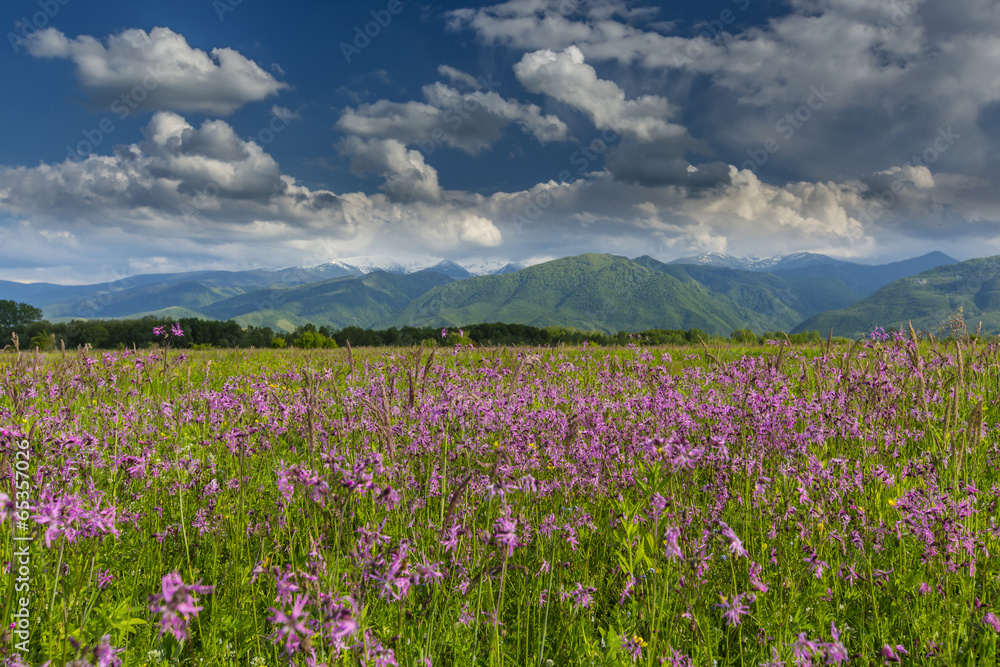 Summer scenery in the Alps and beautiful meadow