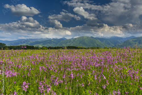 Summer scenery in the Alps and beautiful meadow