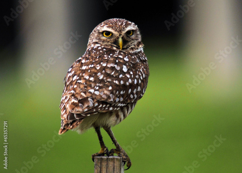 Obraz na plátne Burrowing Owl