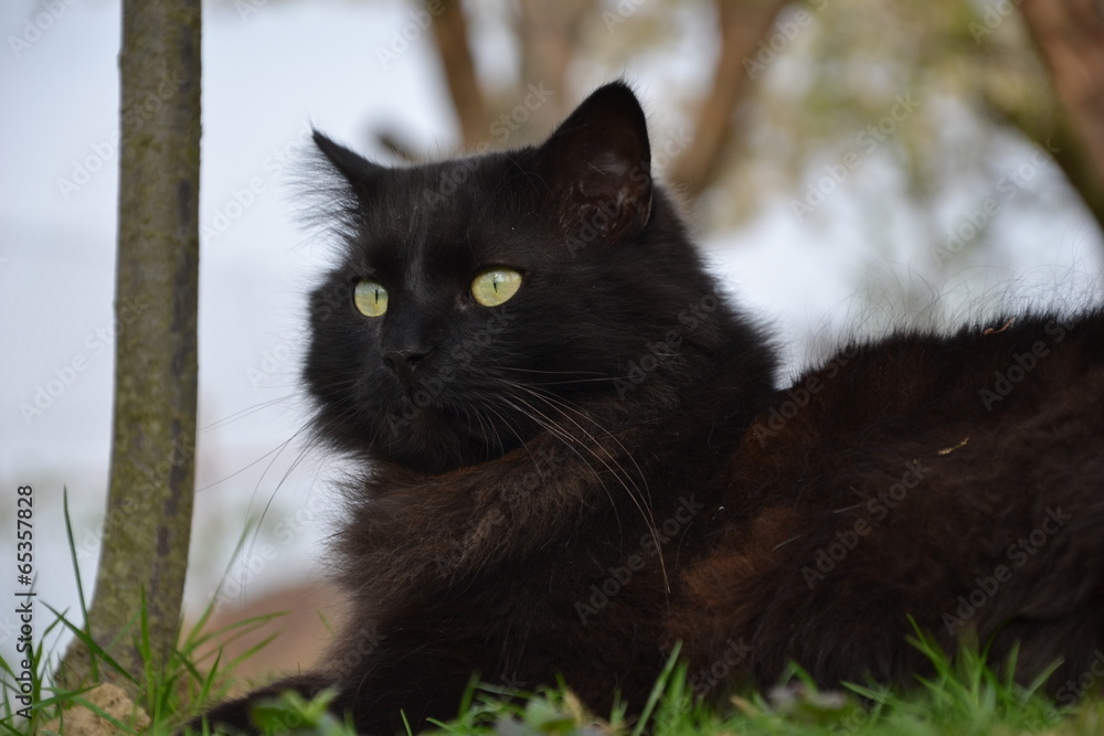Black Chantilly cat relaxing in the garden