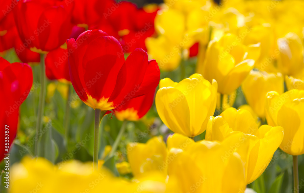 Vibrant Spring Flowers in full bloom in red and yellow Vibrant Spring Flowers in full bloom in red and yellow