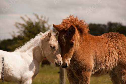 Freundschaft
