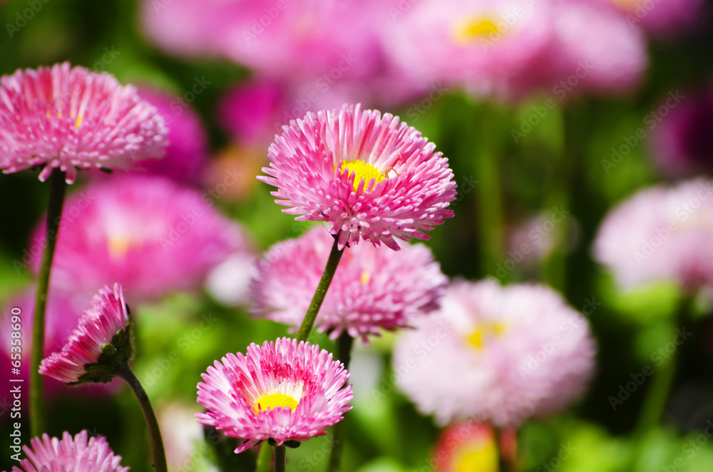 Obraz premium Flower