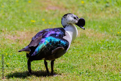  Anatra dal bernoccolo (Sarkidiornis melanotos) photo