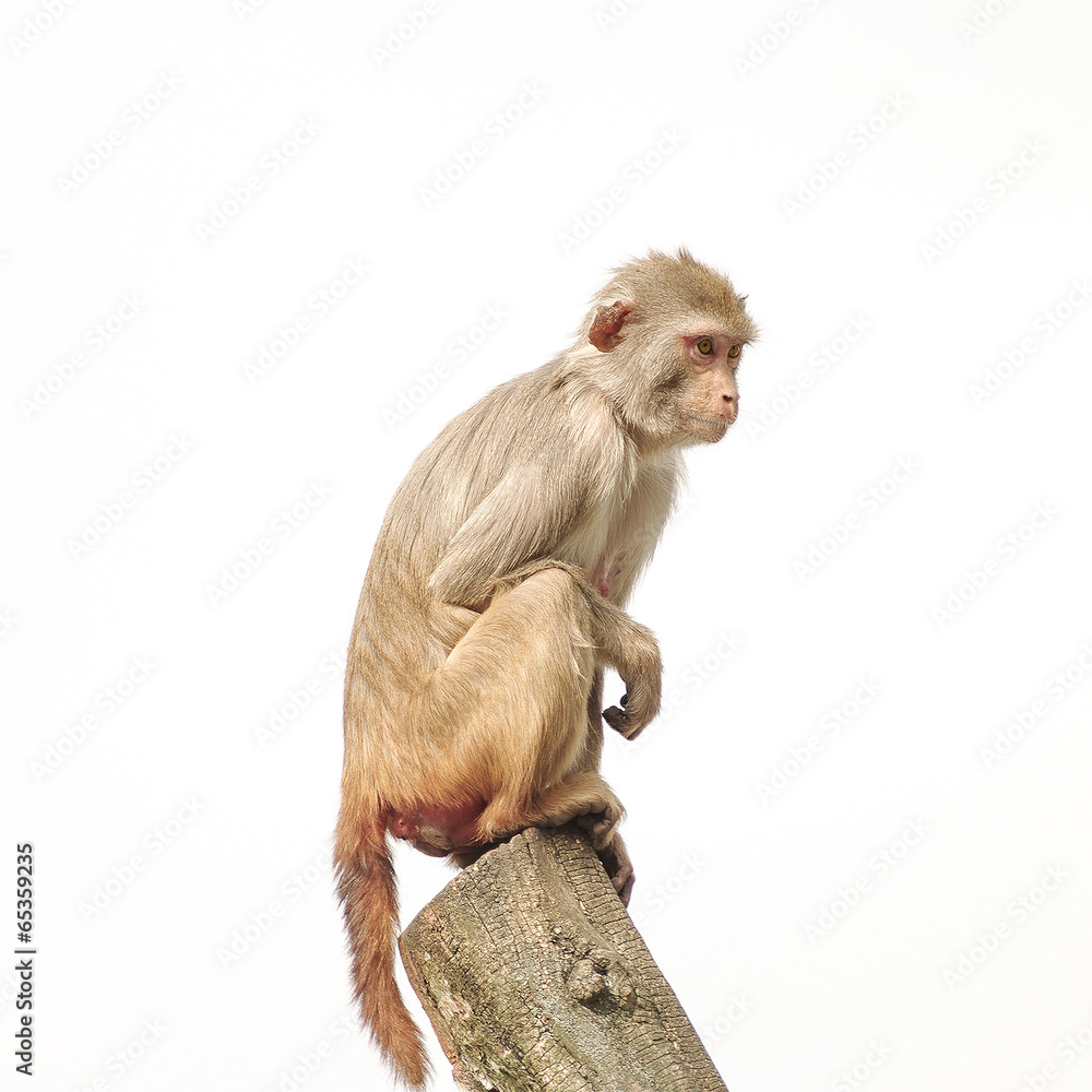 Rhesus macaque in close-up during natural behavior, isolated Rhesus macaque in close-up during natural behavior, isolated