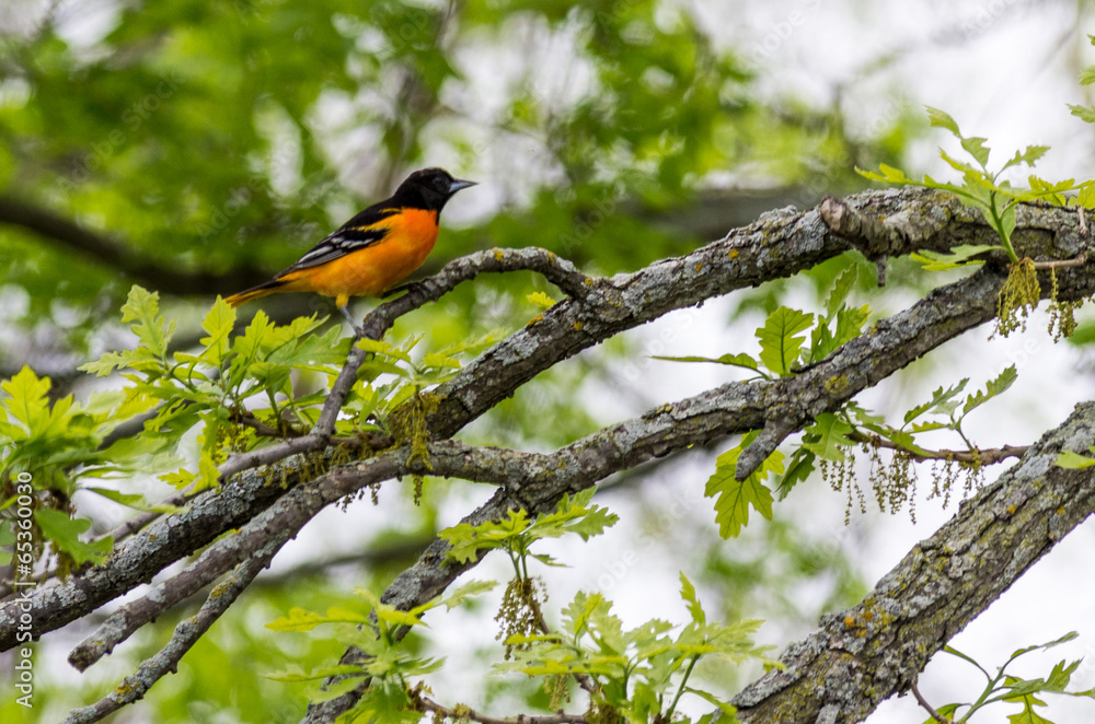 Baltimore Oriole Baltimore Oriole