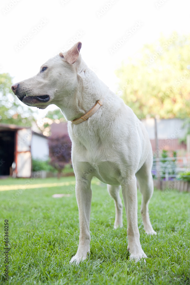 Obraz premium labrador retriever