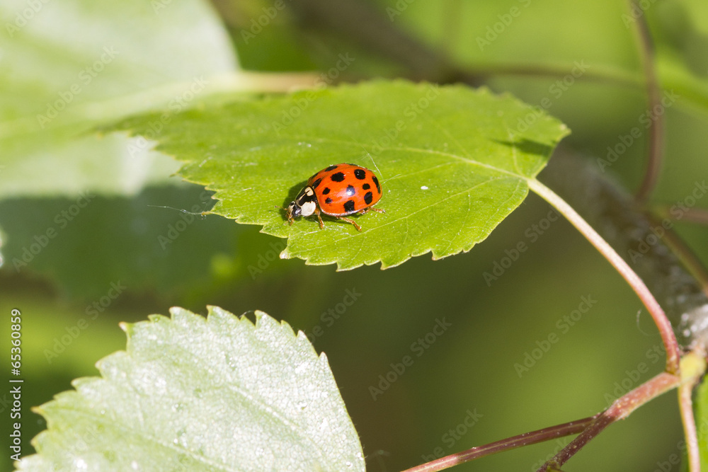 ladybird ladybird