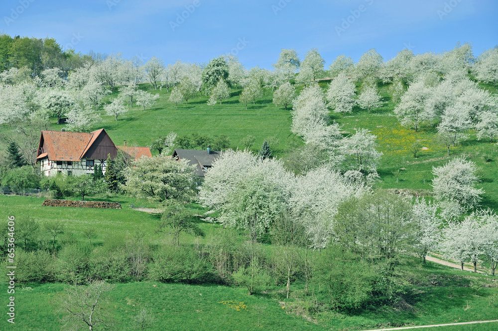 Obstbaumblüte bei Sasbachwalden im Schwarzwald Obstbaumblüte bei Sasbachwalden im Schwarzwald