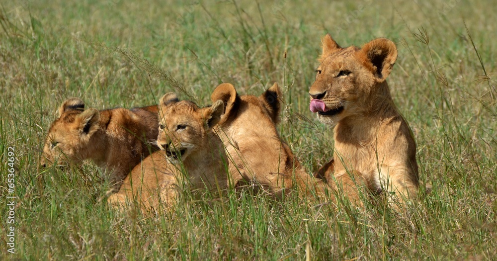 Lion Cubs Lion Cubs