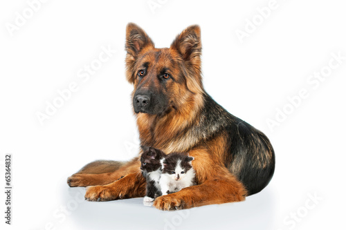 German shepherd dog with little kittens © Rita Kochmarjova