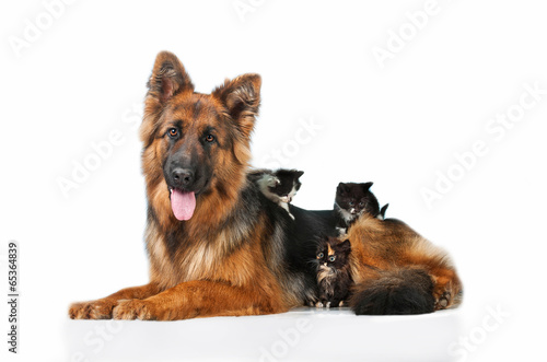 German shepherd dog with little kittens